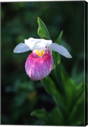 Framed Lady Slipper Print