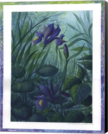 Framed Water Iris Print