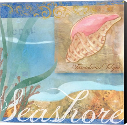 Framed Seashells I Print