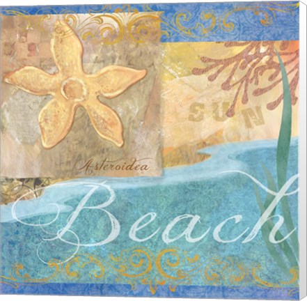 Framed Seashells II Print