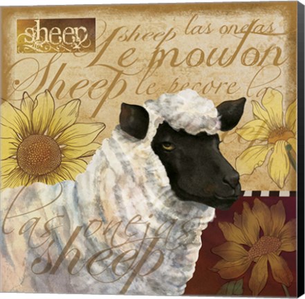 Framed Sheep Print