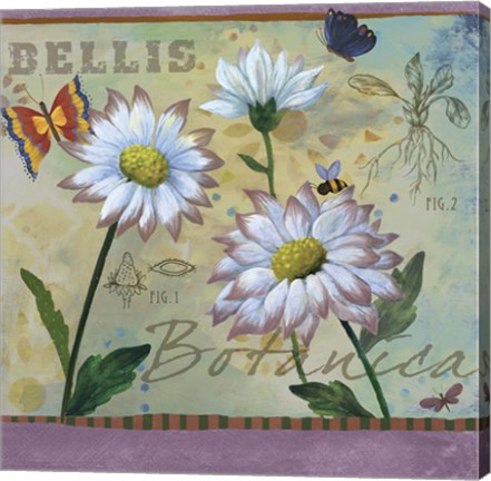 Framed Bellis Botanica Print