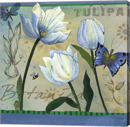 Framed Tulipa Botanica Print