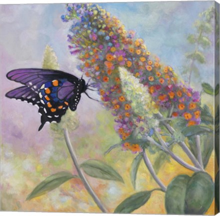 Framed Admiral Butterfly Print