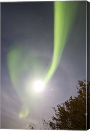 Framed Aurora Borealis and Venus by Lake Laberge, Yukon, Canada Print