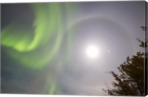 Framed Aurora borealis, Full Moon, Halo and Venus by Lake Laberge, Yukon, Canada Print