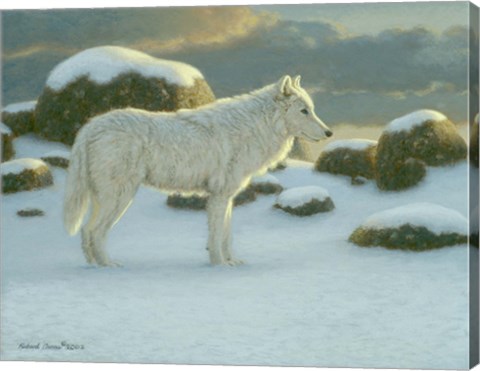 Framed White Wolf Print