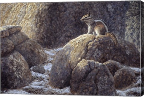 Framed Chipmunk Print