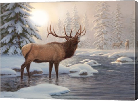 Framed Elk Bugleing Print