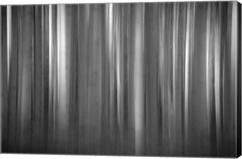 Framed Aspen Form Print