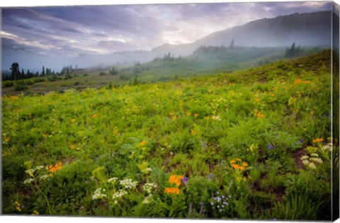 Framed Colorado Flowers Print