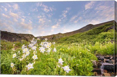 Framed Columbine Morning II Print