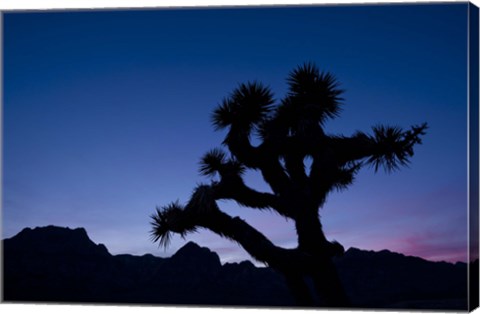 Framed Desert Silence Print