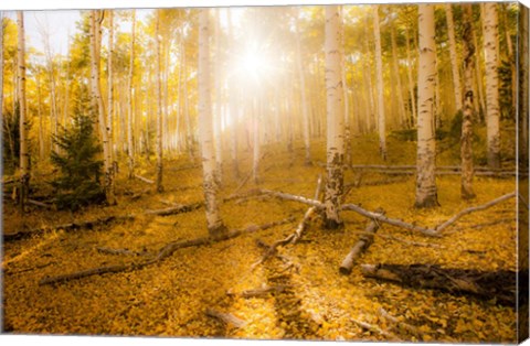 Framed Fall Light Print