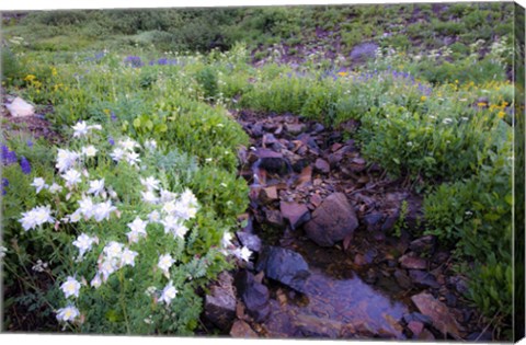 Framed Field of Beauty II Print