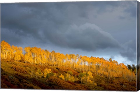 Framed Golden Light Print