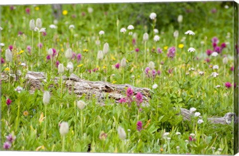 Framed Meadow Of Color Print