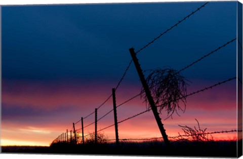 Framed Tumble Weed Print