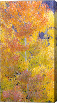 Framed Natures Color Print