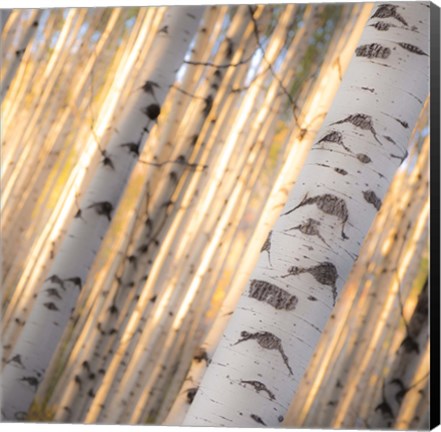 Framed Aspen Light Print