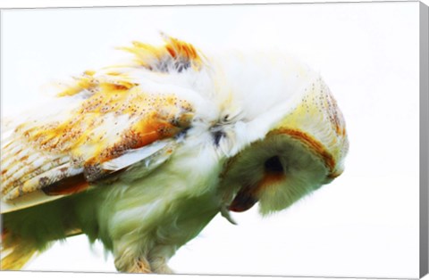 Framed Barn Owl 1 Print