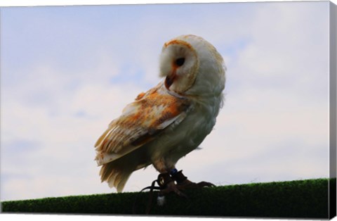 Framed Barn Owl 2 Print