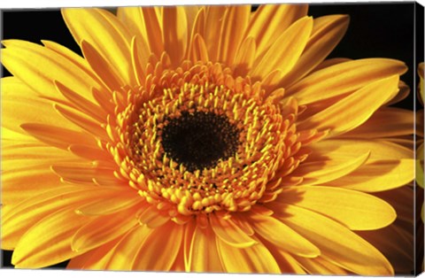 Framed Gerbera Flower Print