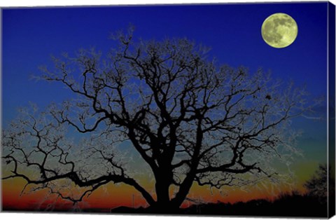 Framed Moonlight Print