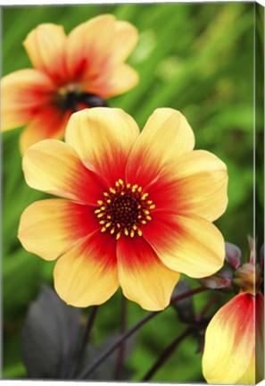 Framed Dahlias Print