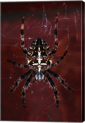 Framed Garden Spider Print