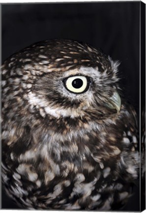 Framed Little Owl Print