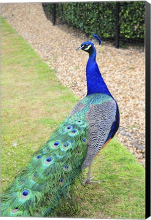 Framed Peacock Print