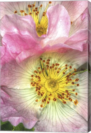 Framed Wild Roses Print