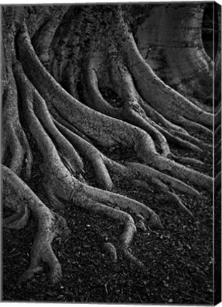 Framed Entrenched Print