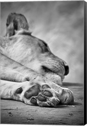 Framed Lions Paw Print