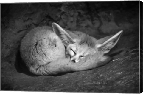 Framed Fennec Fox Print