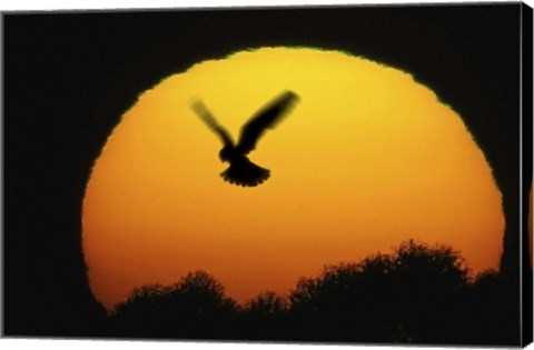 Framed Into the Sun Print