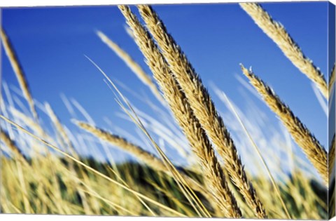 Framed Summer Breeze Print