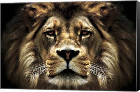 Framed Lion Print