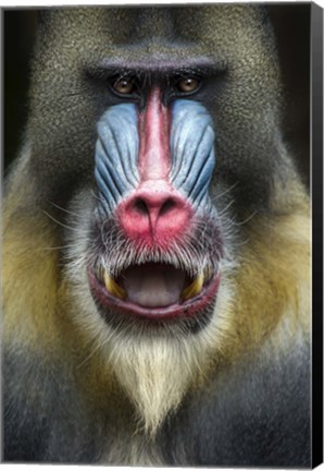Framed Mandrill 2 Print