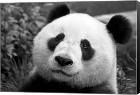 Framed Giant Panda Print