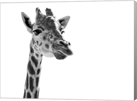 Framed Giraffe Expressionism Print