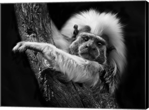 Framed Tamarin Print