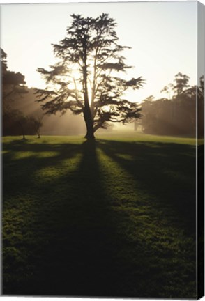 Framed Tree and Light Print