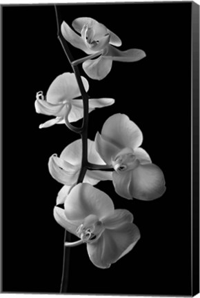 Framed Orchids 1 Print