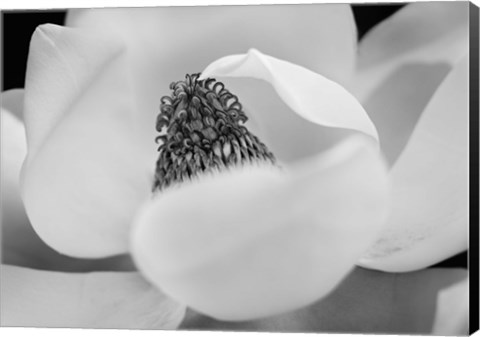 Framed Magnolia Print