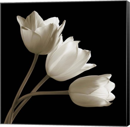 Framed Tulips Print