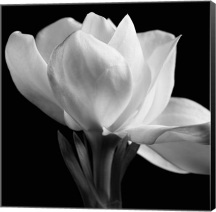 Framed Gardenia Print