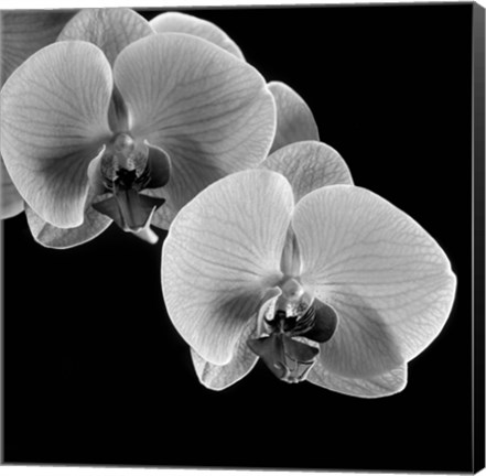 Framed Orchids Print