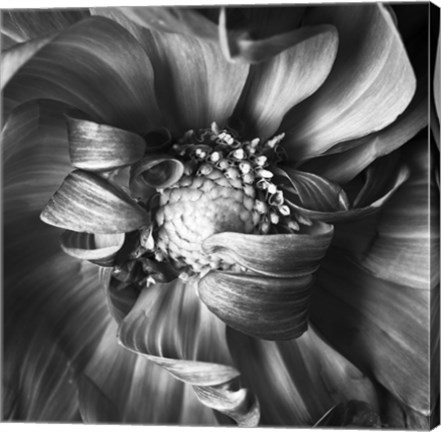 Framed Dahlia 1 Print